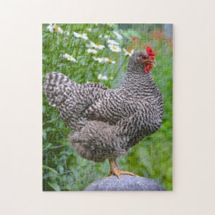 Posing Chicken Puzzle