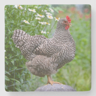 Posing Chicken Stone Coaster