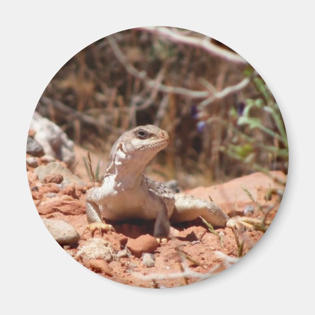 Posing for the Camera Magnet (Front)