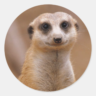 Posing Meerkat Classic Round Sticker