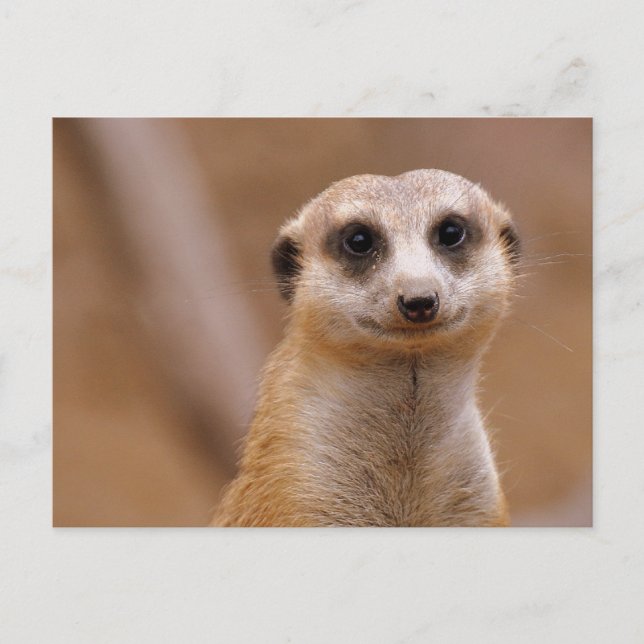 Posing Meerkat Postcard (Front)
