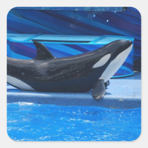 Posing Orca Stickers