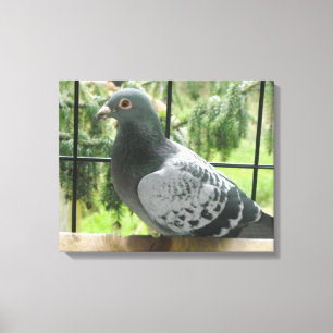 Posing Pigeon Canvas Print