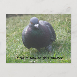 Posing Pigeon Custom Postcard