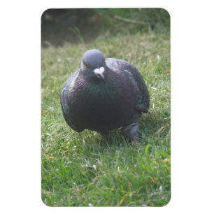 Posing Pigeon Premium Magnet
