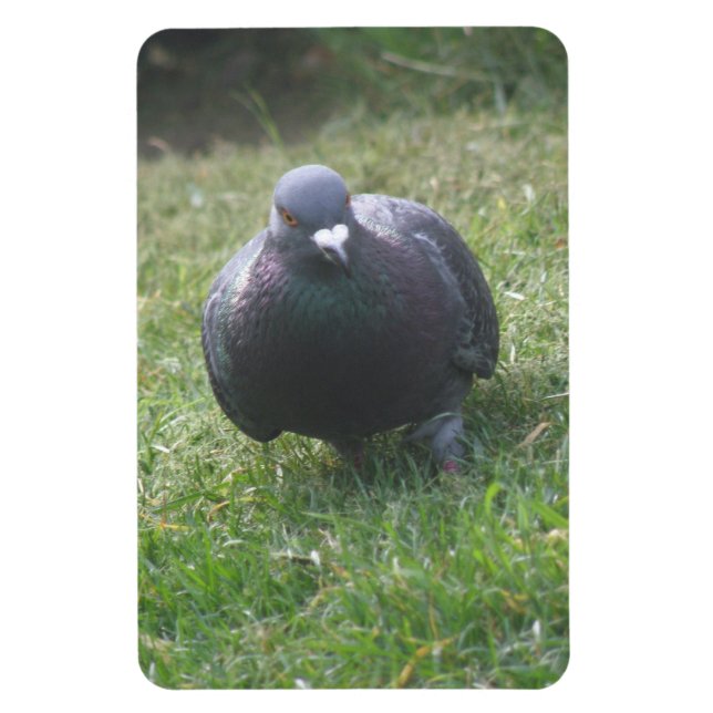 Posing Pigeon Premium Magnet (Vertical)