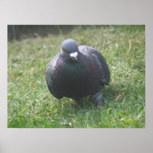 Posing Pigeon Print