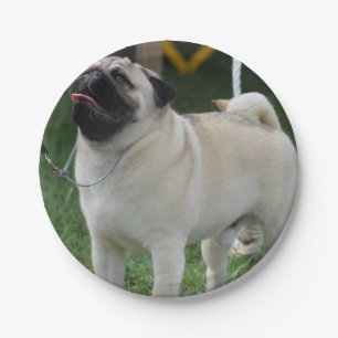 Posing Pug Paper Plate