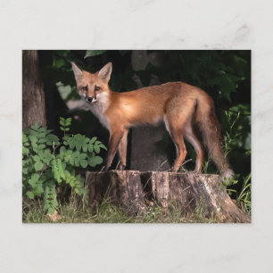 Posing Red Fox Postcard