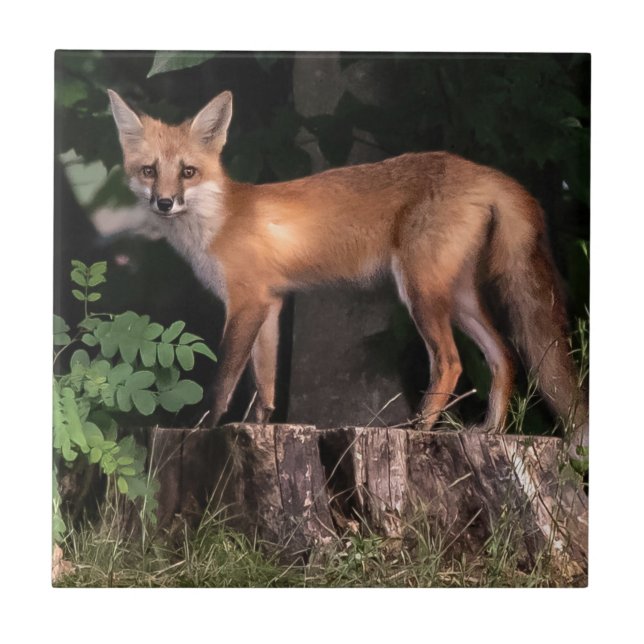 Posing Red Fox    Tile (Front)