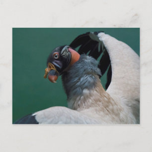 Posing Vulture Postcard