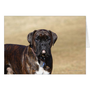 Position Brindle de chien de boxeur