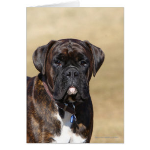 Position Brindle de chien de boxeur