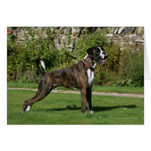 Position Brindle d'exposition canine de boxeur