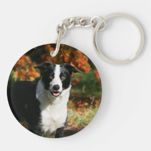 Position d'automne de border collie