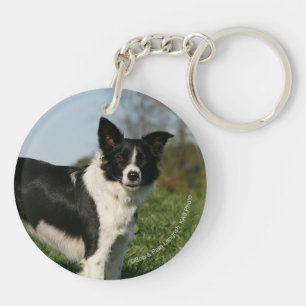 Position de border collie