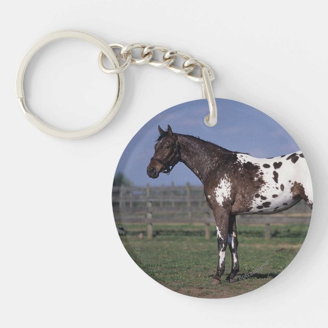 Position de cheval d'Appaloosa (Devant)