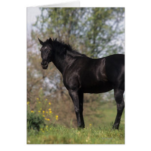 Position de cheval de pur sang