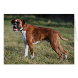 Position de chien de boxeur