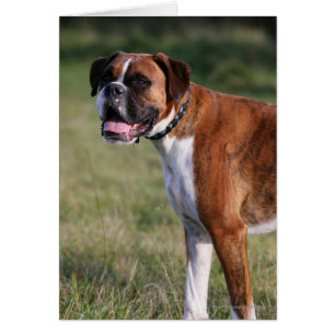 Position de chien de boxeur