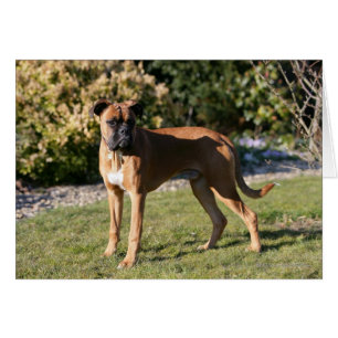 Position de chien de boxeur de faon