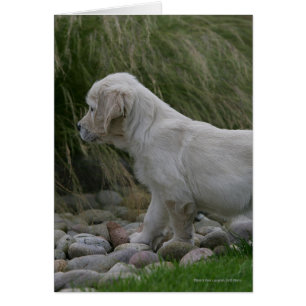Position de chiot de golden retriever