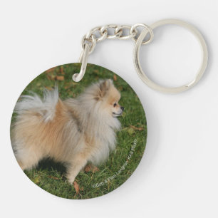Position de Pomeranian