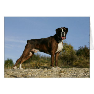 Position d'exposition canine de boxeur