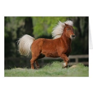 Position miniature de cheval