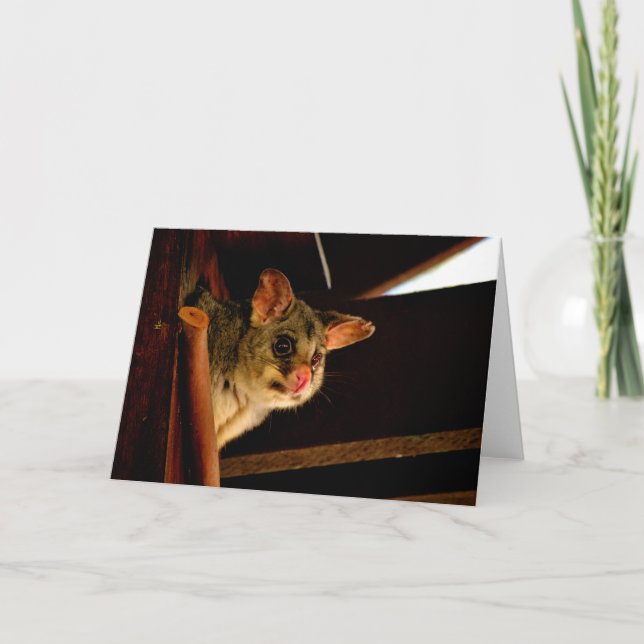 Possum anneau arrière possum blanc carte pour note (Devant)