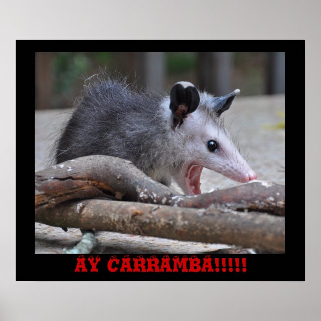 Possum d'horreur - Poster (Devant)