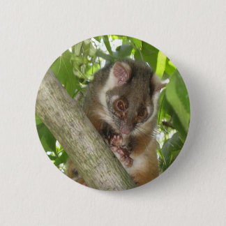 Possum In A Tree 2 Inch Round Button