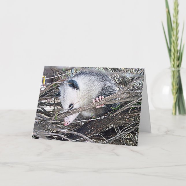 Possum Opossum Card (Front)