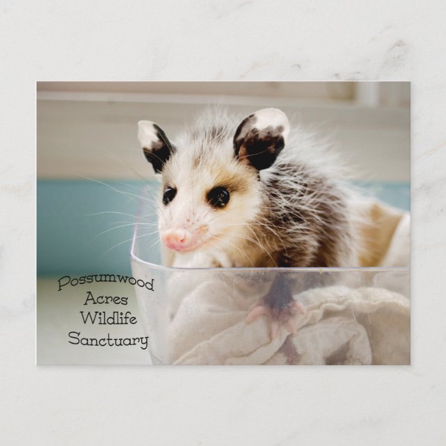 Possum Postcard (Front)