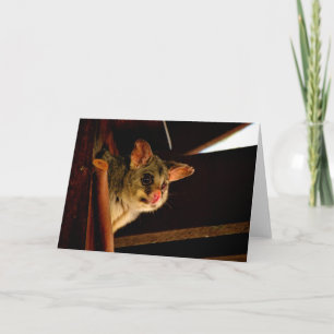 Possum ring tailed possum blank card notecard