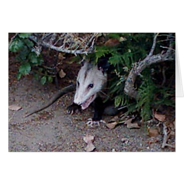 Possum sauvage (Devant Horizontal)