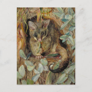Possum up a Gum Tree by Marianne North Postcard