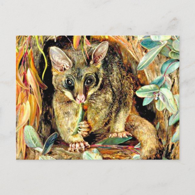 Possum up a Gum Tree Postcard (Front)