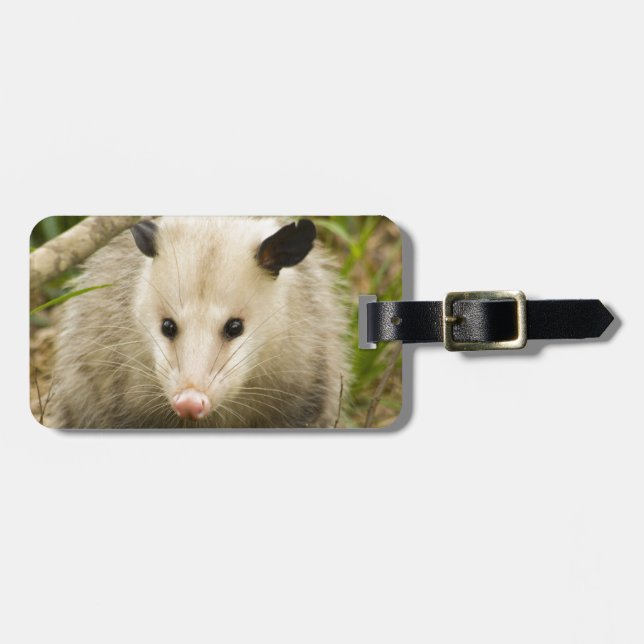 Possums are Pretty - Opossum Didelphimorphia Luggage Tag (Front Horizontal)