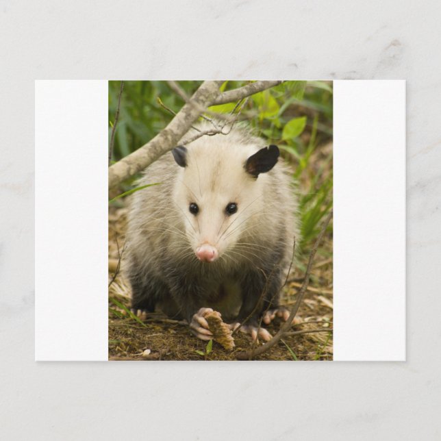 Possums are Pretty - Opossum Didelphimorphia Postcard (Front)