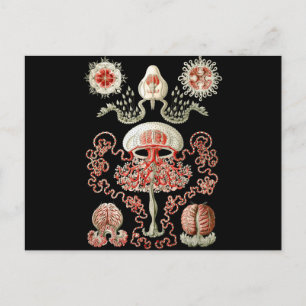 Post Card
