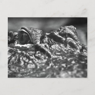 POST CARD Cape Fear Alligator - North Carolina