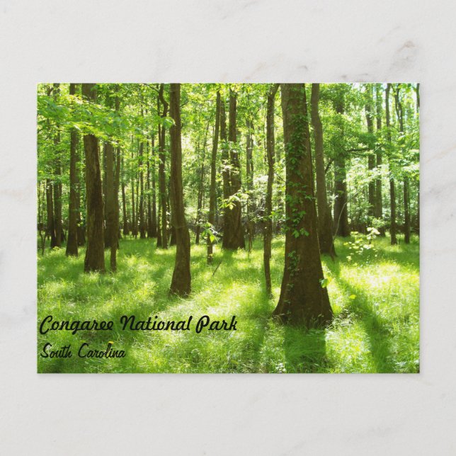 Post Card - Congaree National Park (Front)
