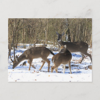Post Card - Deer in Snow