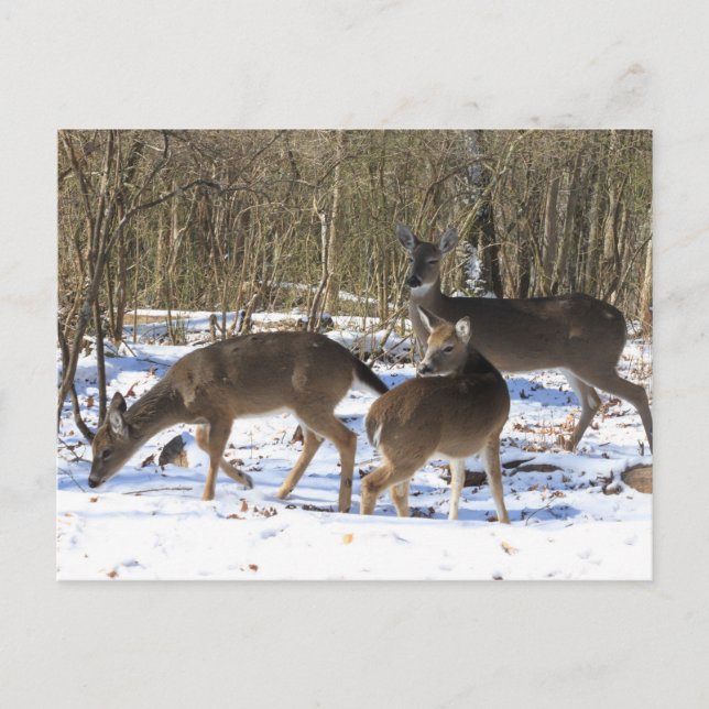 Post Card - Deer in Snow (Front)