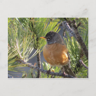 Post Card of a Robin Red Breast