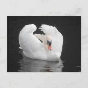 Post Card Swan Swimming