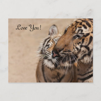 Post Card - Tigers - Tiger Temple Thailand