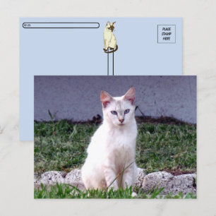 Post-croisement - Le Siamese Stray - Carte postale