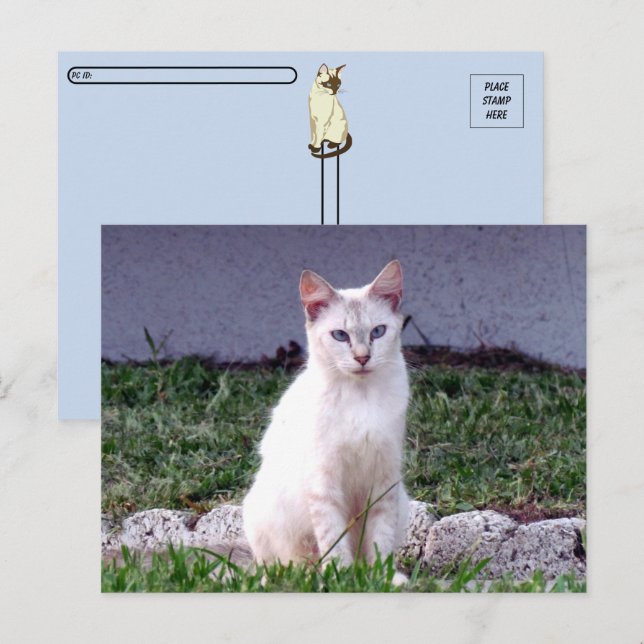 Post-croisement - Le Siamese Stray - Carte postale (Devant / Derrière)